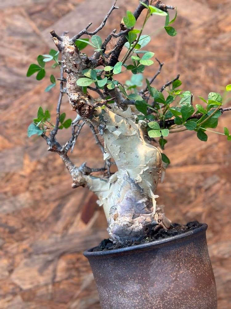 コミフォラ　カタフピュア　ソマリア産　鉢底より発根確認済み　値下げ Amazon.co.jp: コミフォラ カタフピュア ソマリア産 鉢底より発根確認