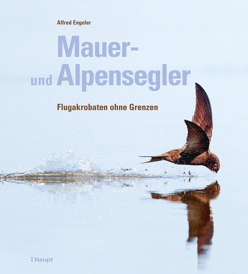 Mauer- und Alpensegler: Flugakrobaten ohne Grenzen
