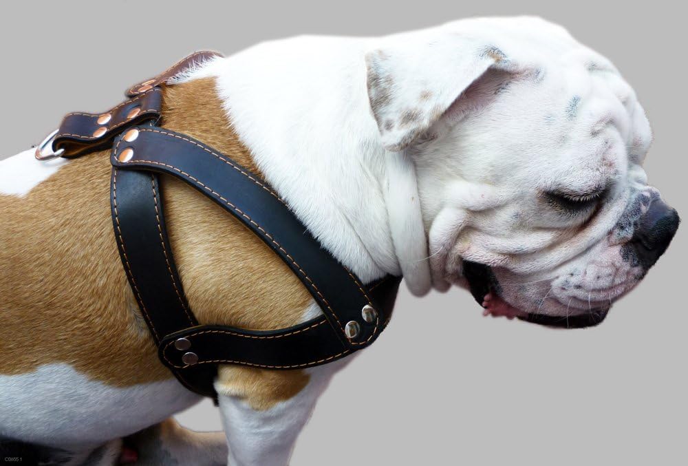 Dogs My Love Black Leather Dog Harness, Large. 28"-34" Chest, 1.5" Wide Straps, Rottweiler Bulldog