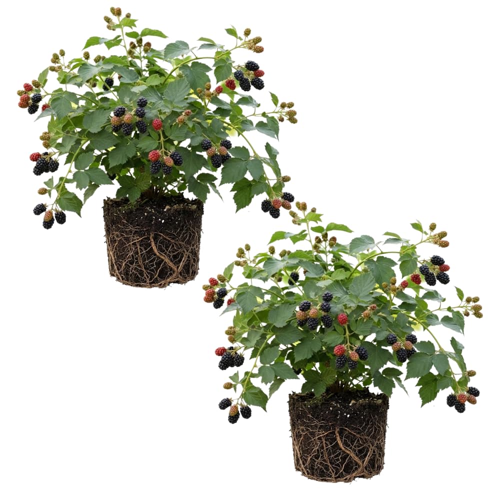 - Set of 2 Blackberries Plant Live, Sweet Fruit, 4-7 Inches Tall, Blackberries Plants Live for Planting (Triple Crown Thornless Blackberries)