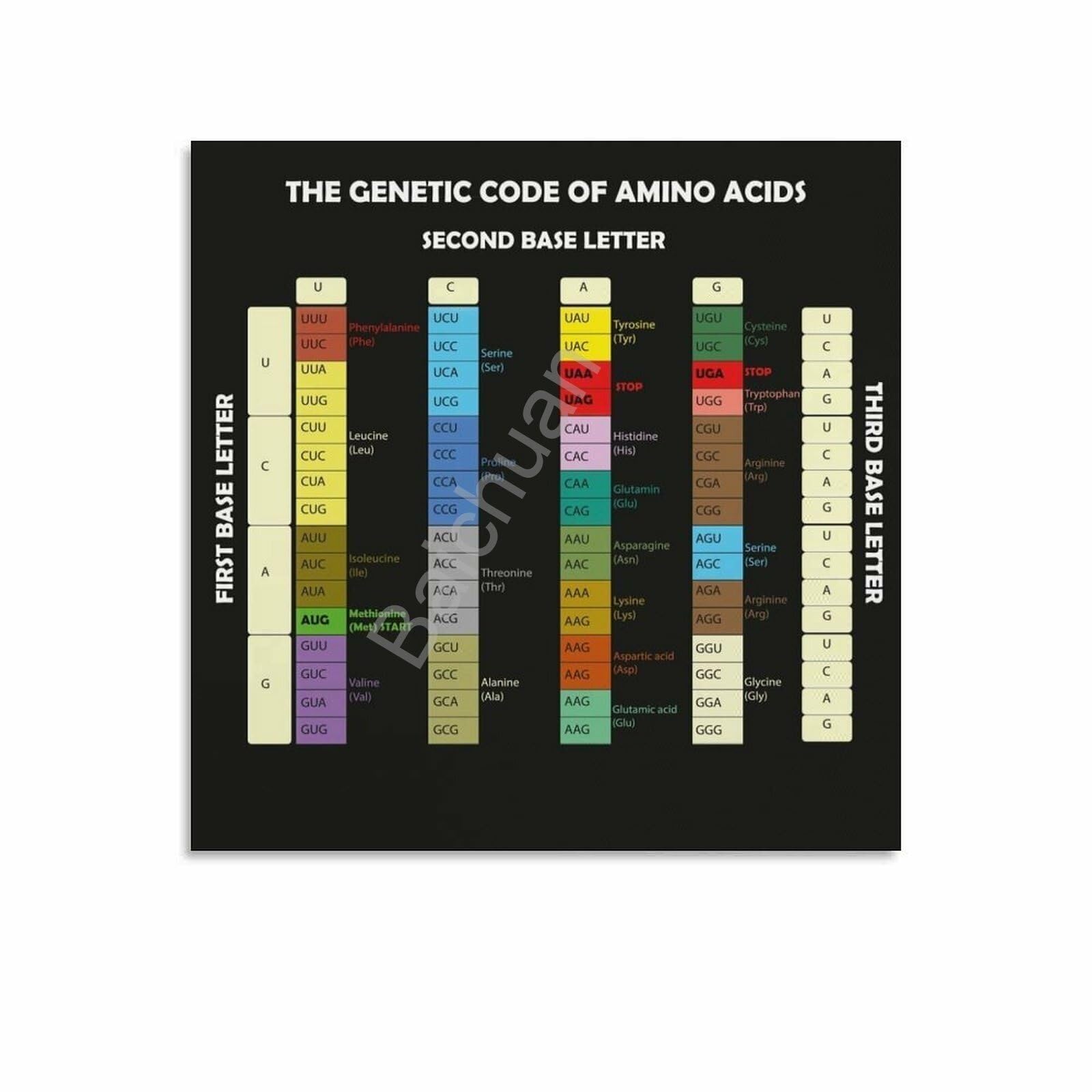 RNUMLIGH Biology Study Guide Poster Genetic Code Chart with Amino Acids Canvas Print for Student Teacher Resource