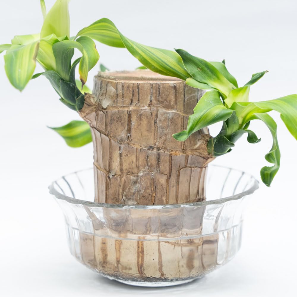 Treevayu Brazillian Wood Plant With Glass Bowl 1