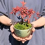 ミニ盆栽 七福南天南天ボンサイ なんてんぼんさい