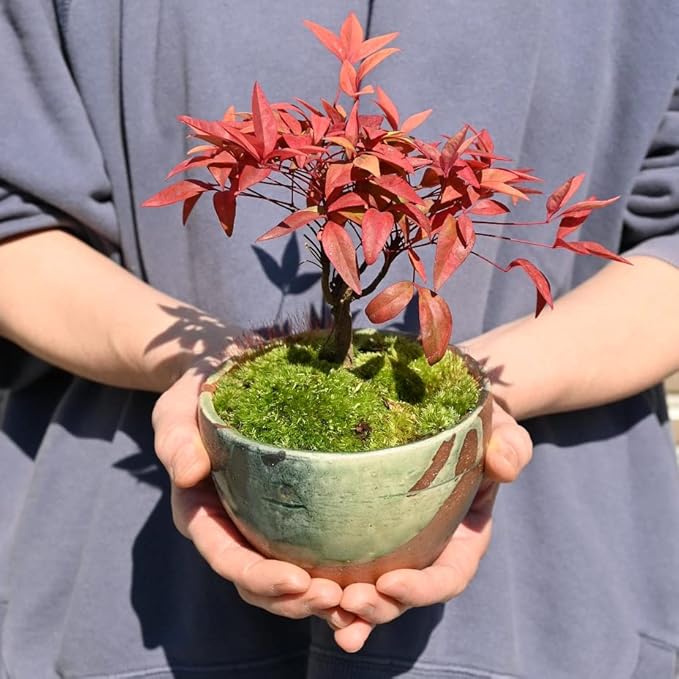 七福南天の美しい赤い実