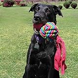 KONG – Wubba Weaves – Robustes Apportierspielzeug zum Kauen und zur Zahnreinigung (Farbvar.) – Für Kleine Hunde