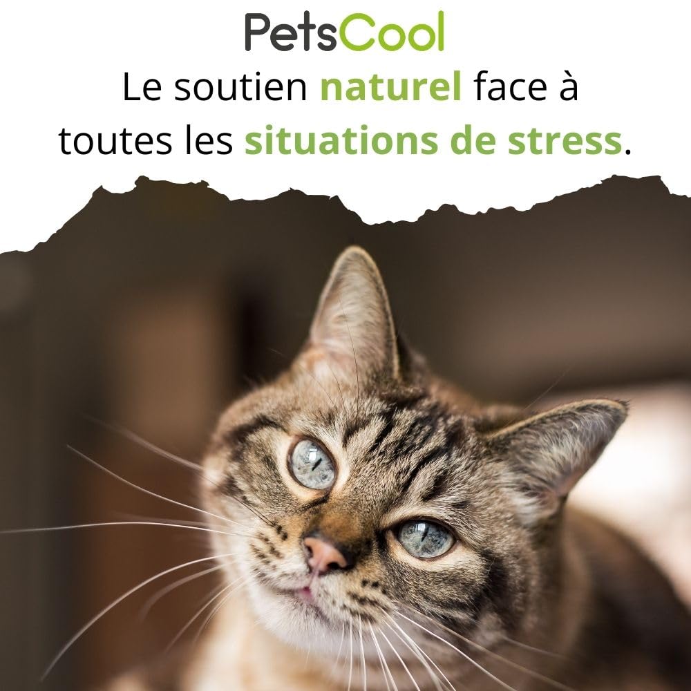 Anidev PetsCool Spray apaisant 15 ML - Anti Stress Chien Chat et NAC - Huiles essentielles valériane vétiver Sauge Basilic - Action Rapide par Inhalation - Multi espèces