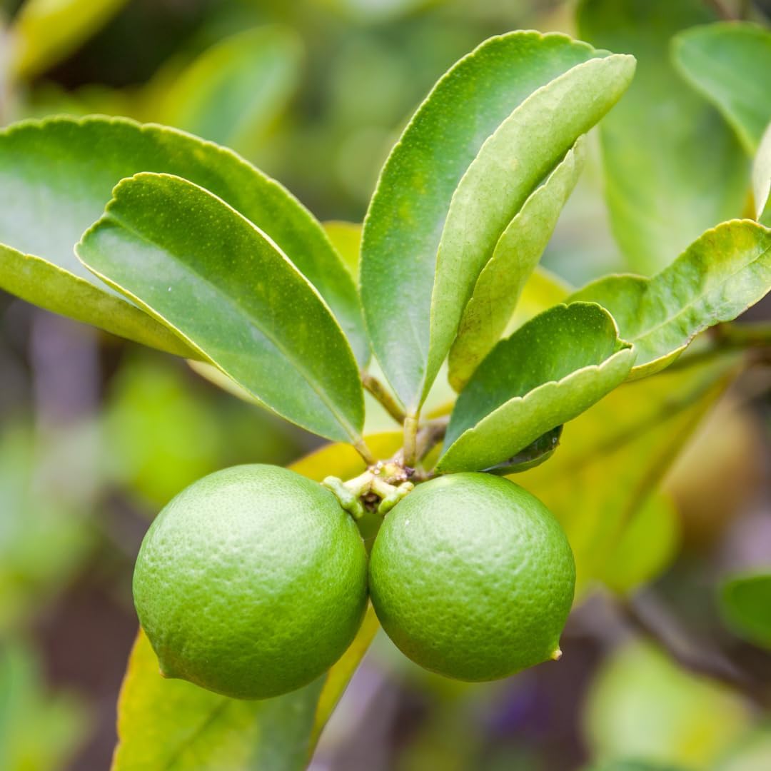 Seedless Lime Plant Live, Lime Fruit Tree, 3 Feet Tall in 5 Gallon Pot for Indoor or Outdoor