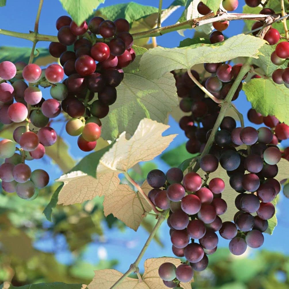 明泉幼稚園　Grape seed until 1 、2 1-1000 PCS Domestic Wine Grape Tree Seeds Vitis Vinifera