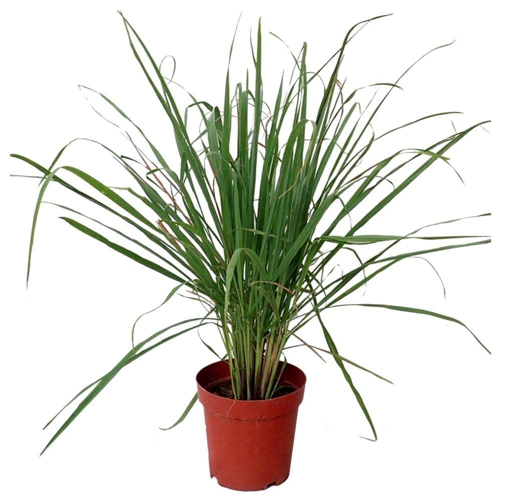 Citronella plant for mosquitoes pack of 2