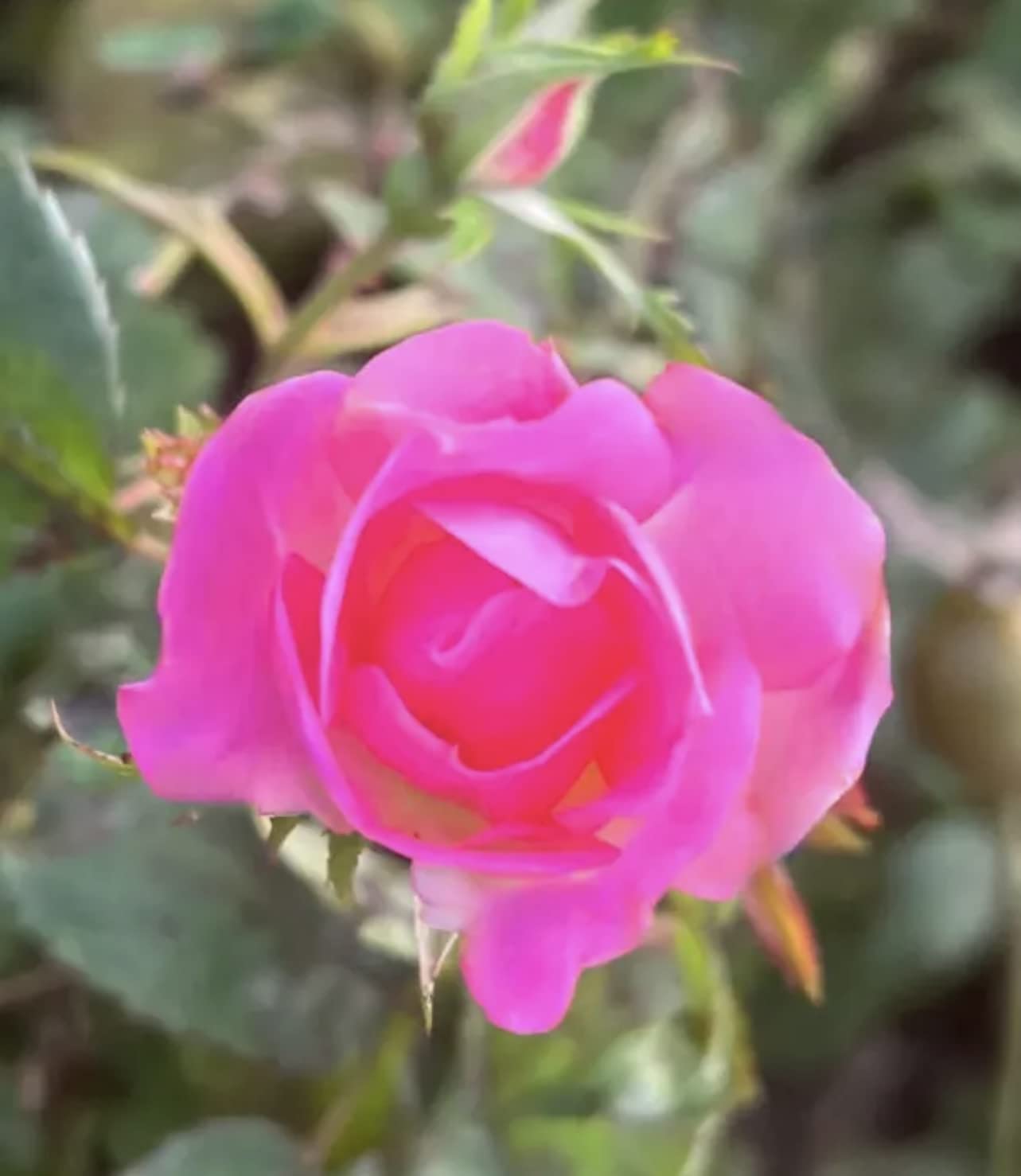 'Double Knockout' - Cherry Red Blooms - Potted Rose