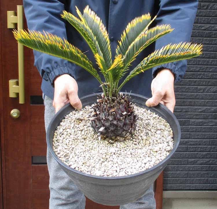 斑入り ソテツ 蘇轍 ソテツ 蘇轍 斑入り9