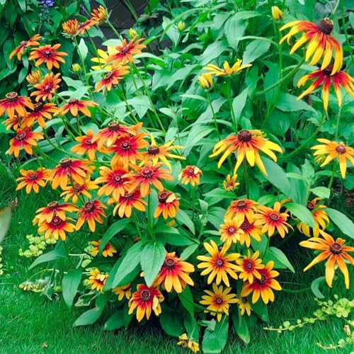 NYGardenia 500 Black Eyed Susan Seeds – Rustic Orange & Yellow Rudbeckia Autumn Garden Flower, Heirloom, Non-GMO NYGardenia 500 Black Eyed Susan Seeds – Rustic Orange & Yellow Rudbeckia Autumn Garden Flower, Heirloom, Non-GMO
