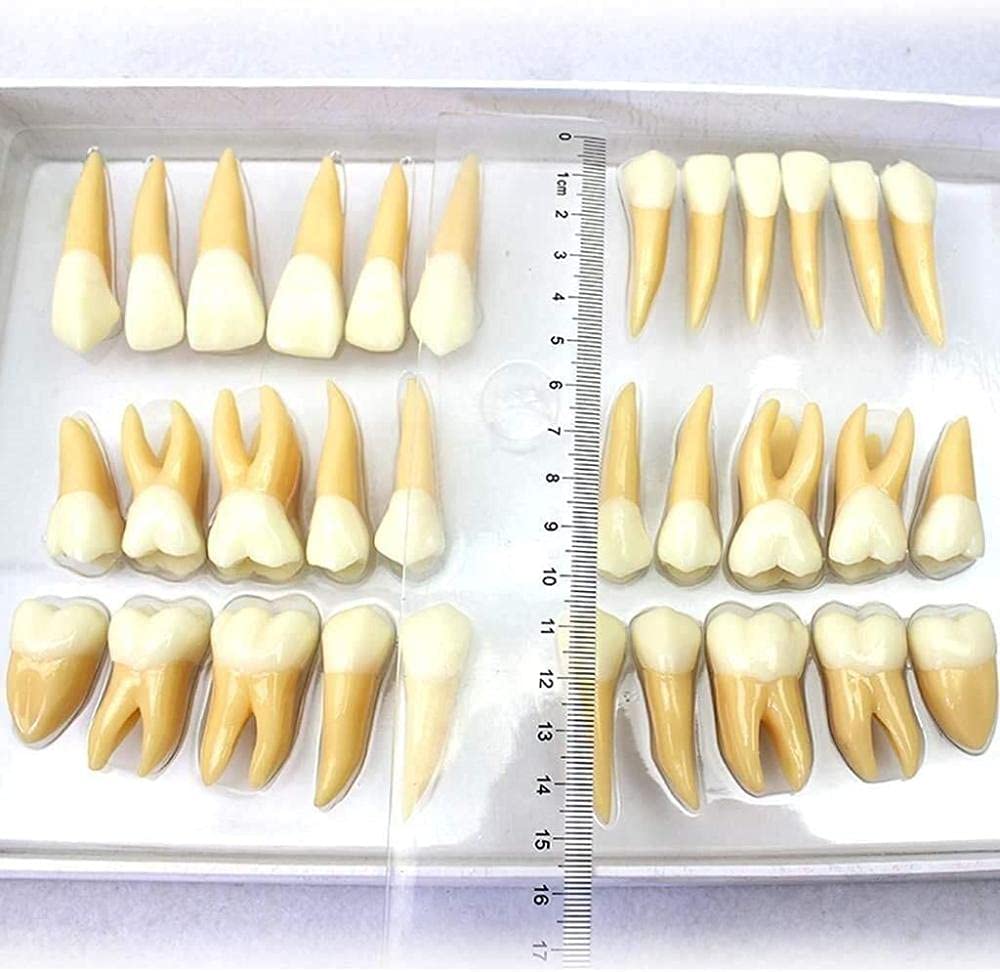 Model anatomii ludzkich zębów narzędzie edukacyjne do nauczania struktury dentystycznej, pomoc w nauce anatomii, anatomiczny model edukacyjny stomatologiczny