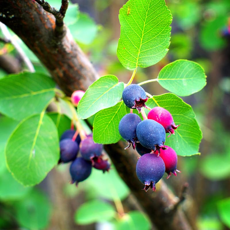 Serviceberry Tree Live Plant in Quart Pot, 10-16 Inches Tall, Serviceberry Plant for Outdoor Planting, Hardy Fruit and Ornamental Tree
