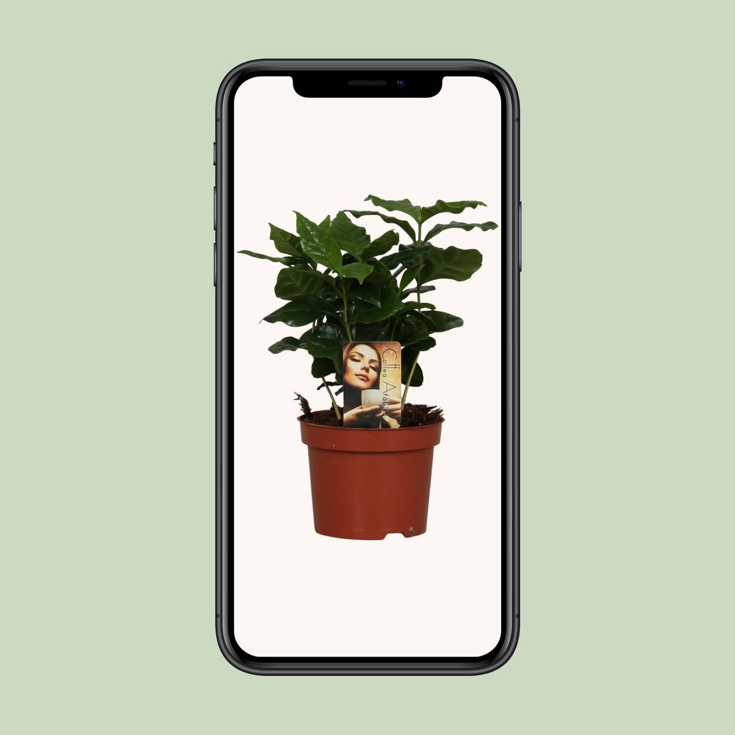 Pianta da Interno Coffea Arabica con Foglie Verdi, per Casa, Verde, Ø12cm