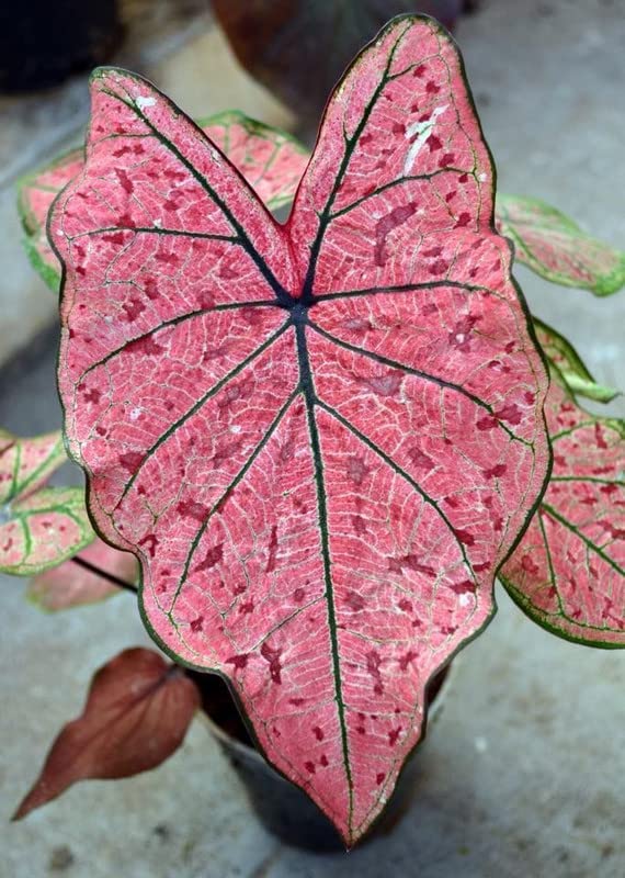 Oakwood Farms Imported Caladium Leafy Flower Bulbs For Indoor & Outdoor