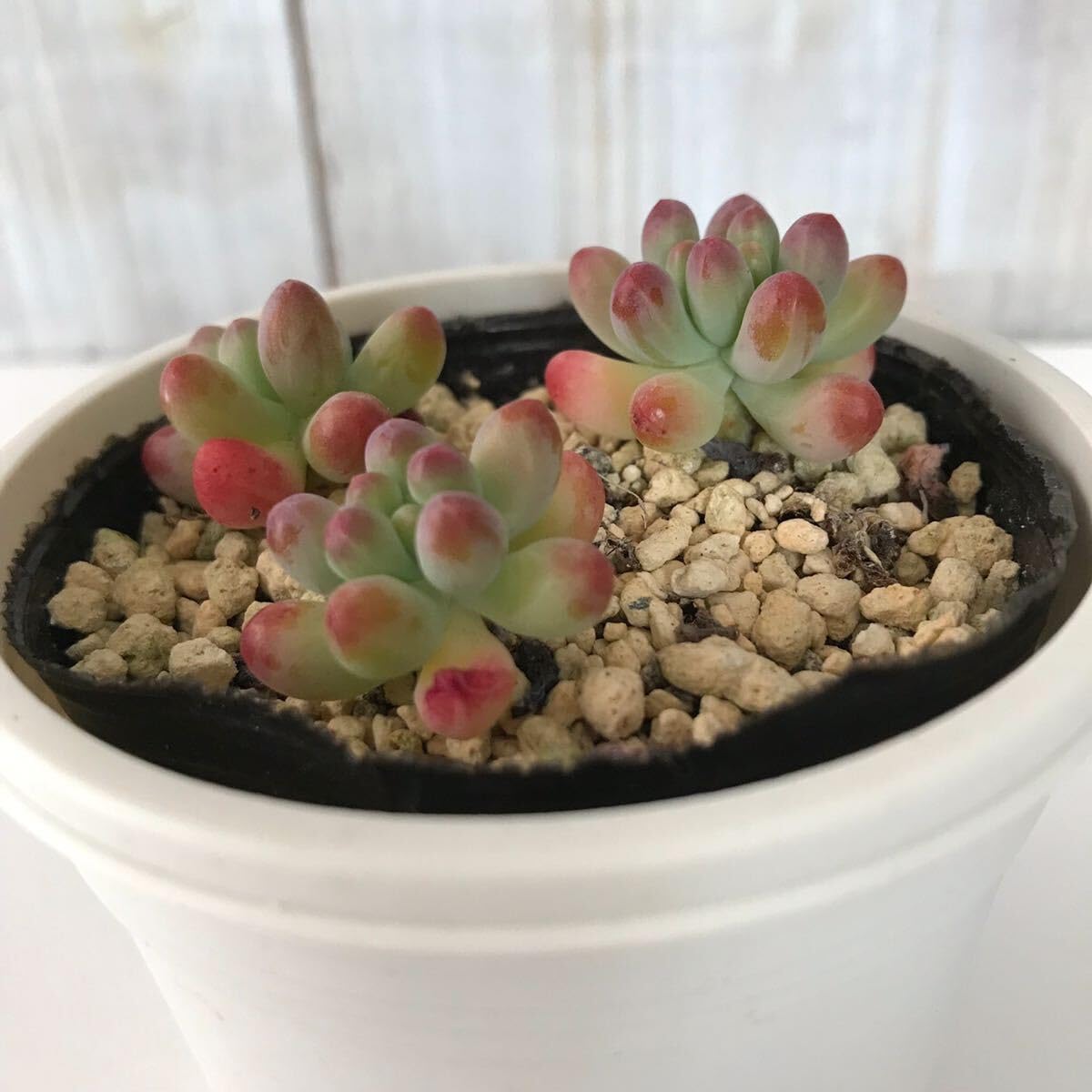 Amazon.co.jp: 多肉植物 乙女心セダム 抜き苗 根付き : DIY・工具