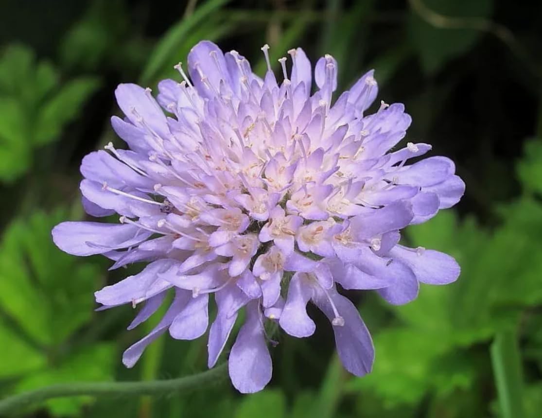 1 Pack of 125 SEEEDS Field Scabious Knautia Arvensis Lavender Blue