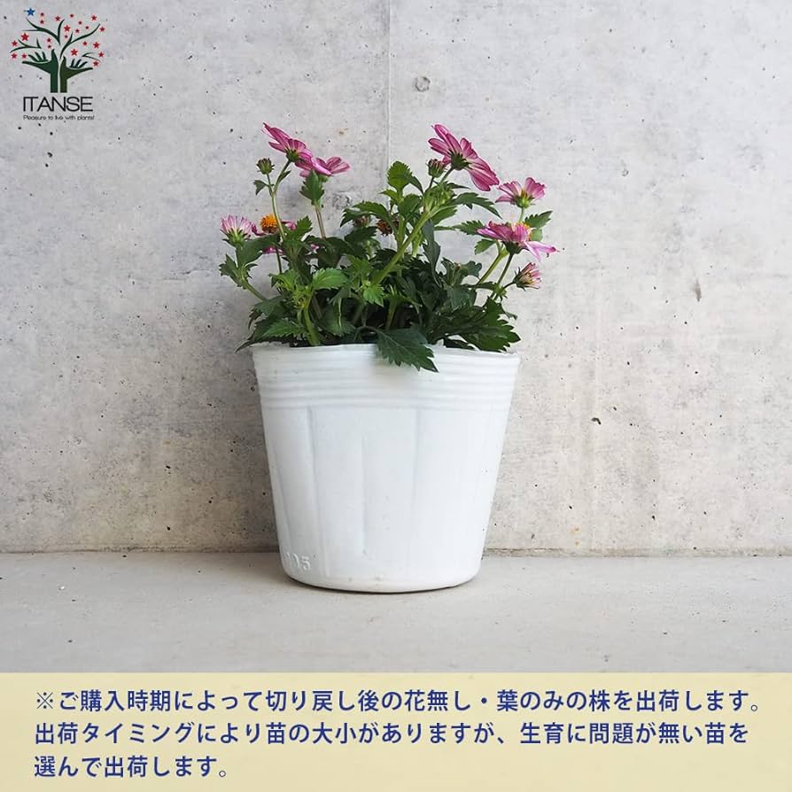 ビデンスティー Amazon.co.jp: ITANSE ビデンス・プリティインピンク 3.5