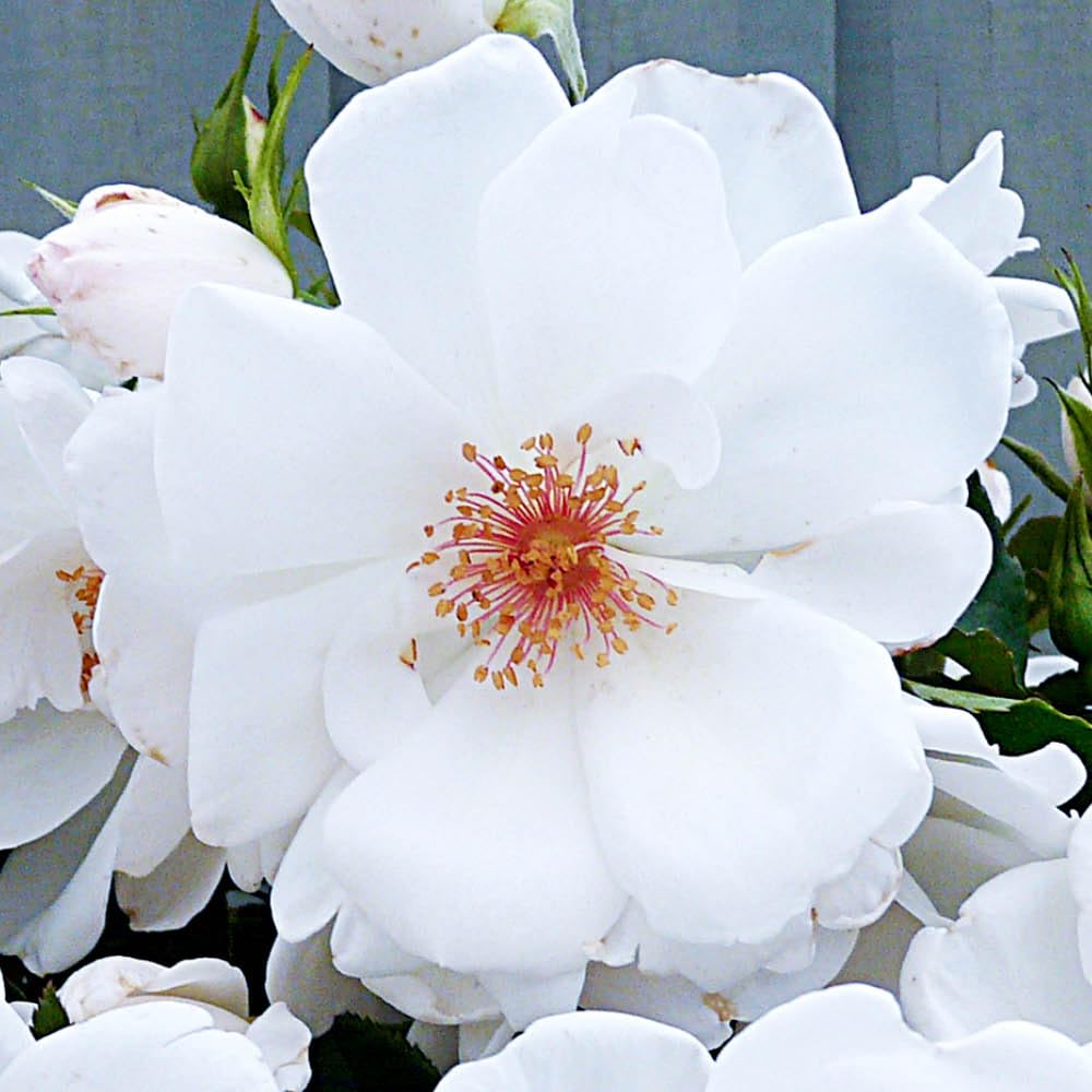 Yougarden Harkness Roses 'starlight Symphony' Rose Climbing Rose With White FlowersDisease ResistanceIn A 4 Litre PotReady To Plant from B&Q