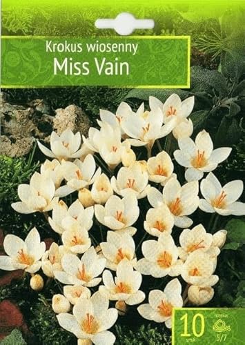 AGRONOM | CROCOUSS - MISS VAIN - Bulbes de Fleurs | Des Fleurs Vivaces | Les Fleurs Délicieusement Parfumées, Belles | Couleur Blanc | Décoration de la Maison | 10 Pièces à Bulbes