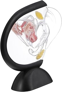 ULTECHNOVO Transparent Uterus Model Mannequin Nursing Maniquine Female Pelvis Model Female Uterus Model PVC Women Organ Structure Model Female Reproductive Organ Model Teaching Tool Care