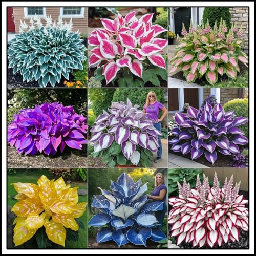 Bulbi di hosta/miste/Radici selezionate di hosta/resistenti al freddo e alla siccità/adatte per la decorazione di giardini e balconi【NVNJHJN】-6 Rizoma-A