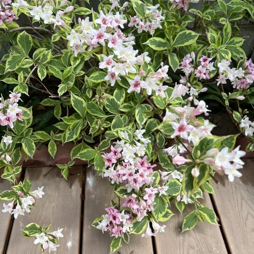 semi resistenti di weigela, balcone perenni resistenti weigela decorativi al balcone giardino luoghi soleggiati 300pcs