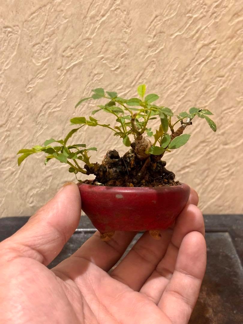 樹高3.5㎝極太 箱根サンショウバラ 薔薇 豆 ミニ 盆栽 真柏 黒松 五葉松