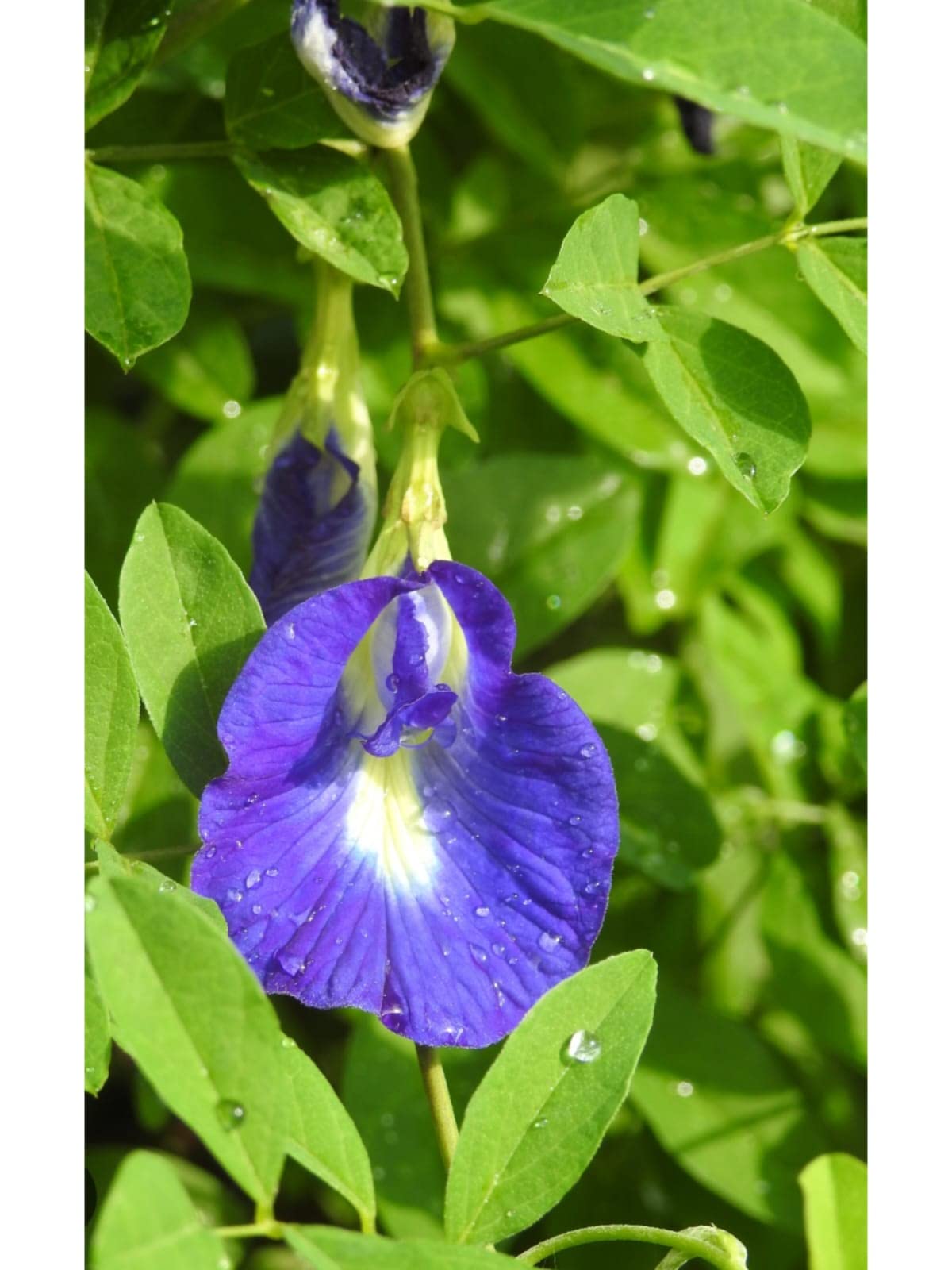 NEW DEBNATH NURSERY` Aparajita Shankupushpam Blue Butterfly Pea Flower Plant (Asian Pigeonwings) FDbh3645 (B0CKDXL4W4) Amazon Price History, Amazon Price Tracker