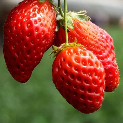 Miniatura 2 de 300pcs semillas de fresa semillas de fruta dulce para la planta de jardín casero