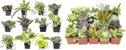 Plants for Pets Plantas de interior fáciles de cultivar (paquete de 12) y plantas suculentas vivas Altman (paquete de 20) - Plantas de interior en