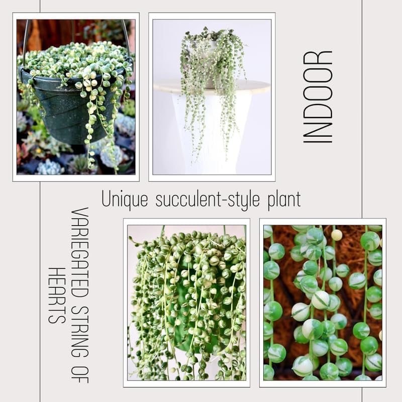 Miniatura 2 de Cadena de perlas abigarradas planta viva, enredadera suculenta arrastrada, planta de interior viva rara en maceta