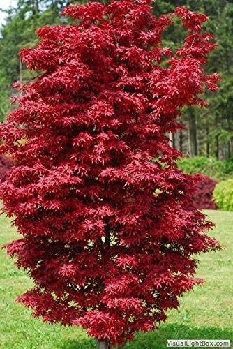 Amazon.com : Twombleys Red Sentinel Japanese Maple 2 - Year Live