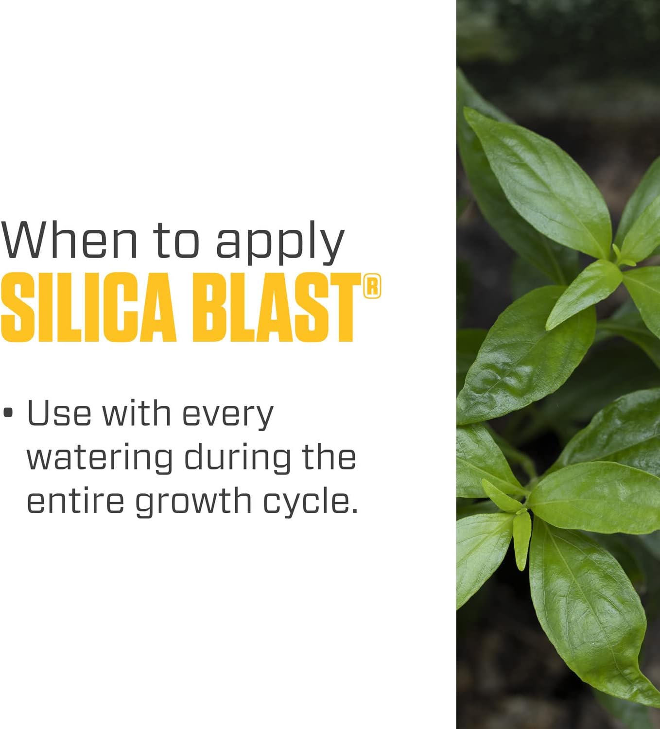 Botanicare Silica Blast, Plant Supplement, 0-0-0.5, 1 gal.