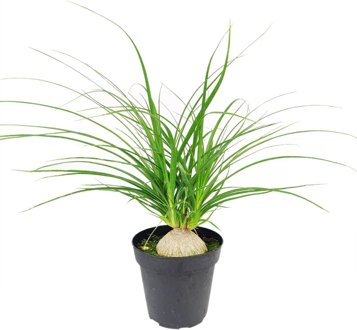 Ponytail Stump Palm (2" Grower Pot) - Beaucarnea recurvata - Easy to Grow Houseplant - Live Healthy Houseplant for Home Office Decoration - Low Maintenance Indoor Plant