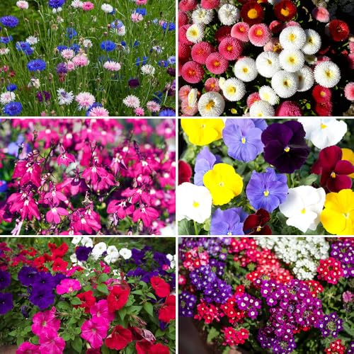 Flowers for Containers Seeds – 6 Varieties Separately Packed – A Collection Created by RHS Experts for Every Gardener – for Your Beautiful Kitchen Garden