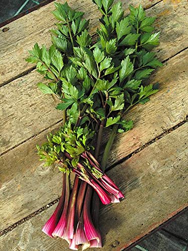 Red Soup Celery Self Blanching Organic Vegetable Seeds 40 Seeds