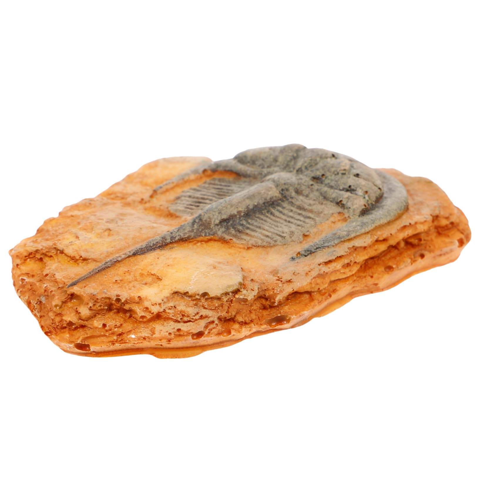 SOESFOUFU Sect Specimen Ornament Decorative Paleontological Insect for Education Home Display