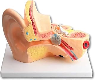 5X Enlargement Ear Anatomy, with 3 Removable Parts and Illustrating for Demonstrate The Structure and Function of The Human Ear