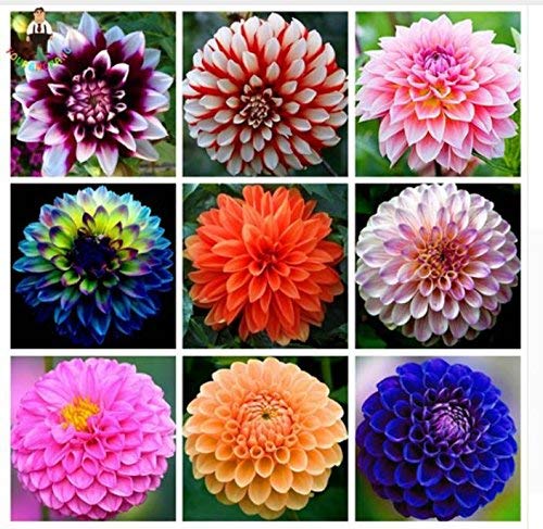 See full amazon price history chart for Golden Hills Farm® (AVG 100-500) seeds Dahlia Mix Flower Seeds Pack Golden Hills Farm® (AVG 100-500) seeds Dahlia Mix Flower Seeds Pack (B084NS9QQ2) Amazon Price History, Amazon Price Tracker
