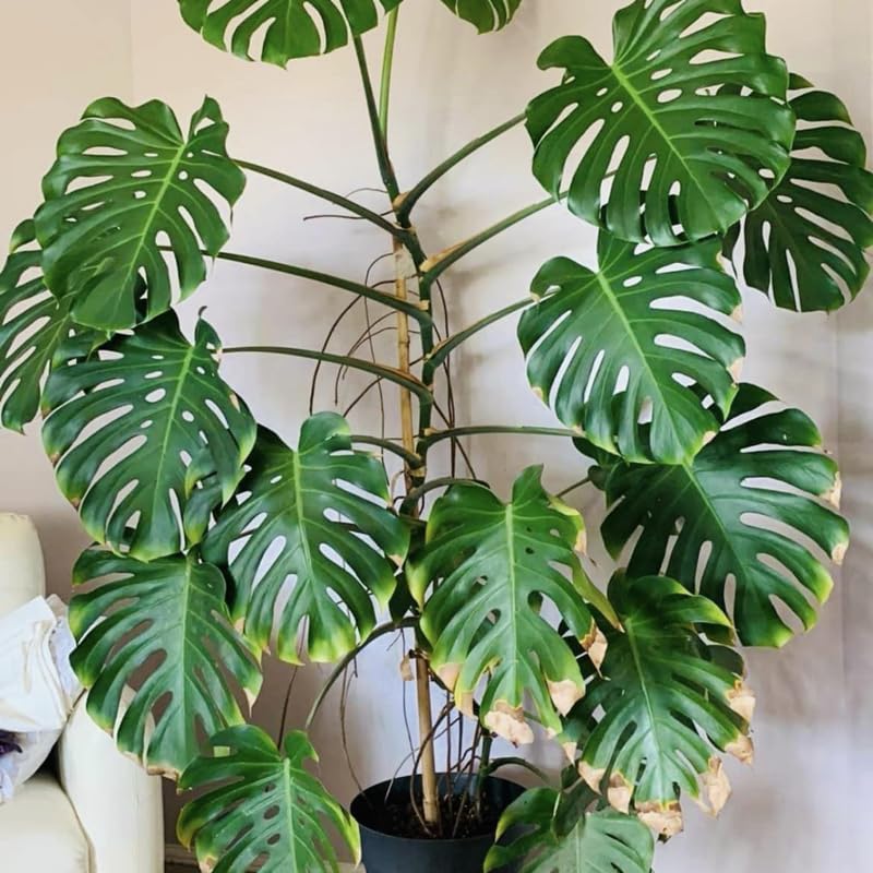 Amazon.com : Monstera Plant, Live Monstera Deliciosa Plant Indoor, from 4  Inches Height Bareroot : Patio, Lawn & Garden