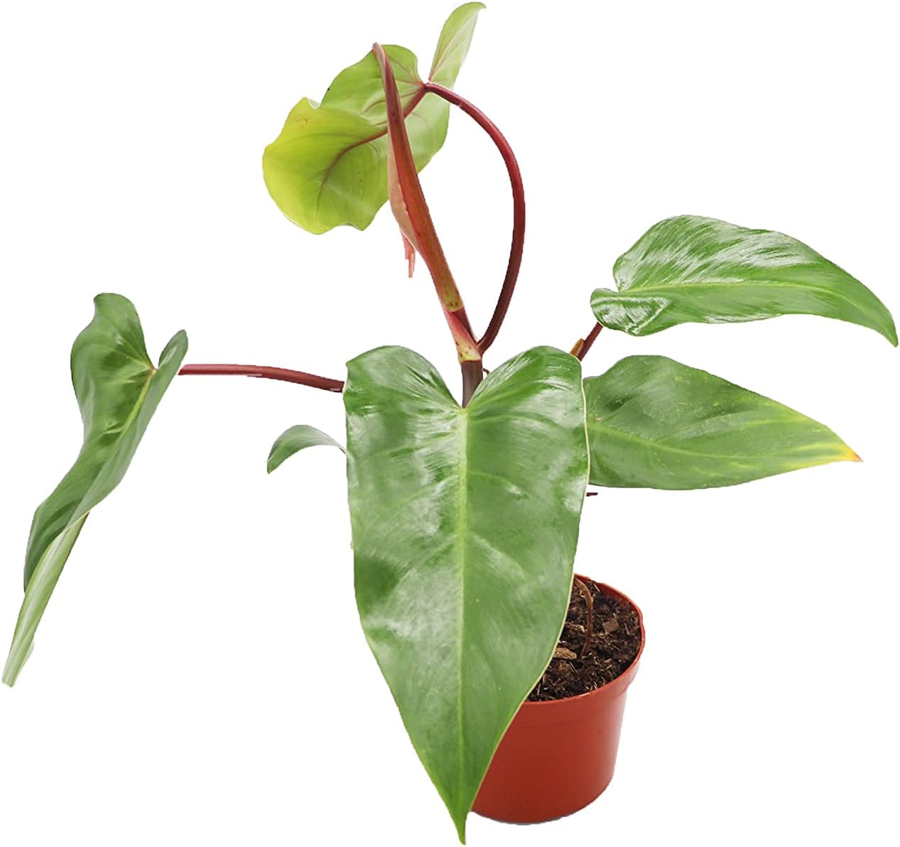 Philodendron Emerald Red - 6'' from California Tropicals