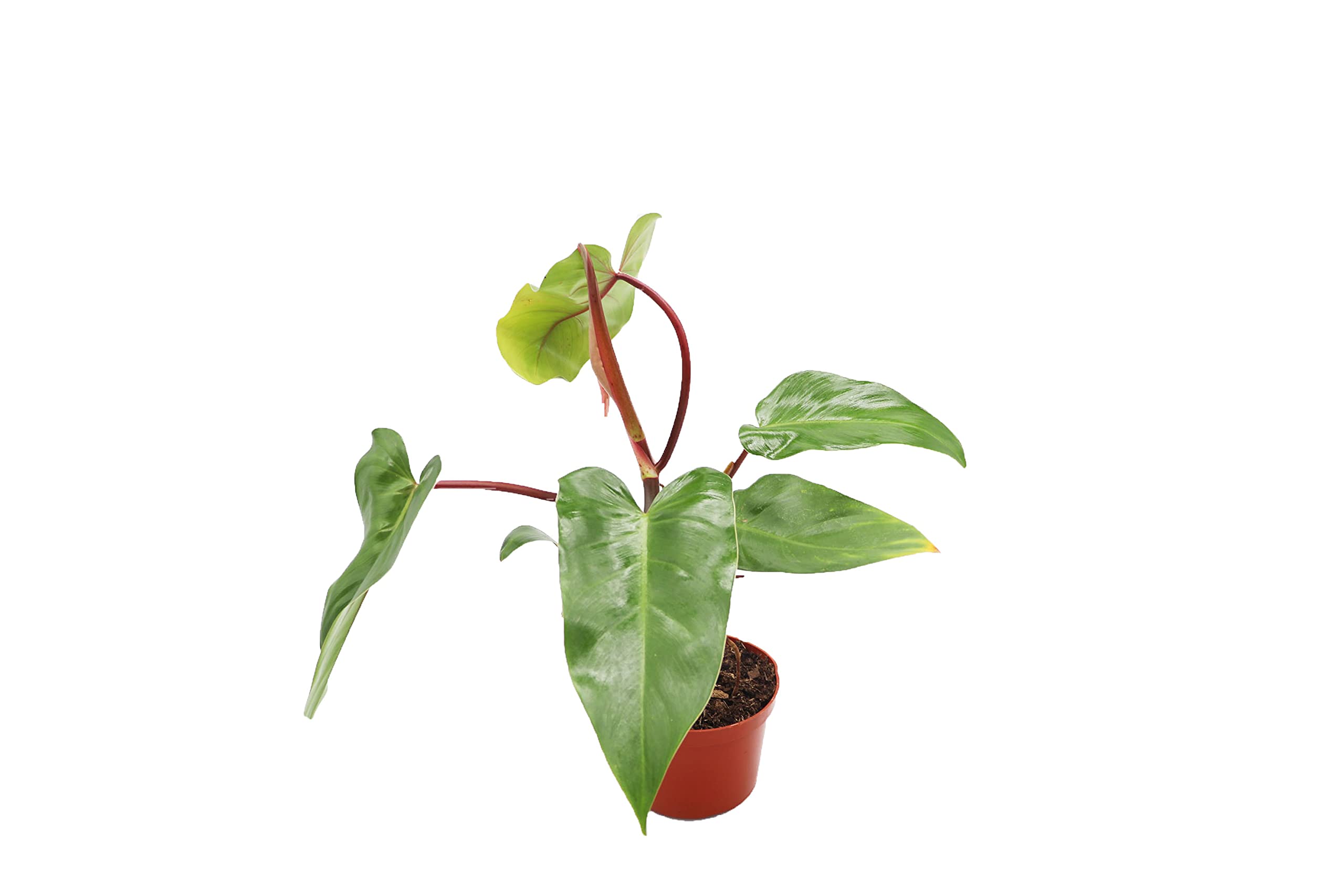 California Tropicals Philodendron Emerald Red