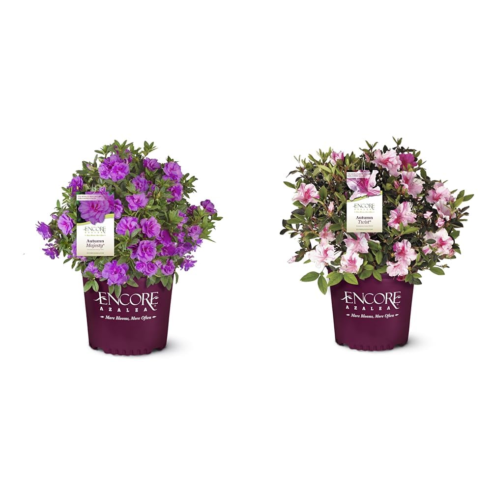 2 Gal. Encore Azalea Autumn Majesty Purple Blooms & 2 Gal. Encore Azalea Autumn Twist Azalea Bi-Color Purple Flowers