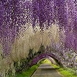 estratificar semillas wisteria Regalo: para los amigos a los que les gusta plantar, este será un buen regalo.
