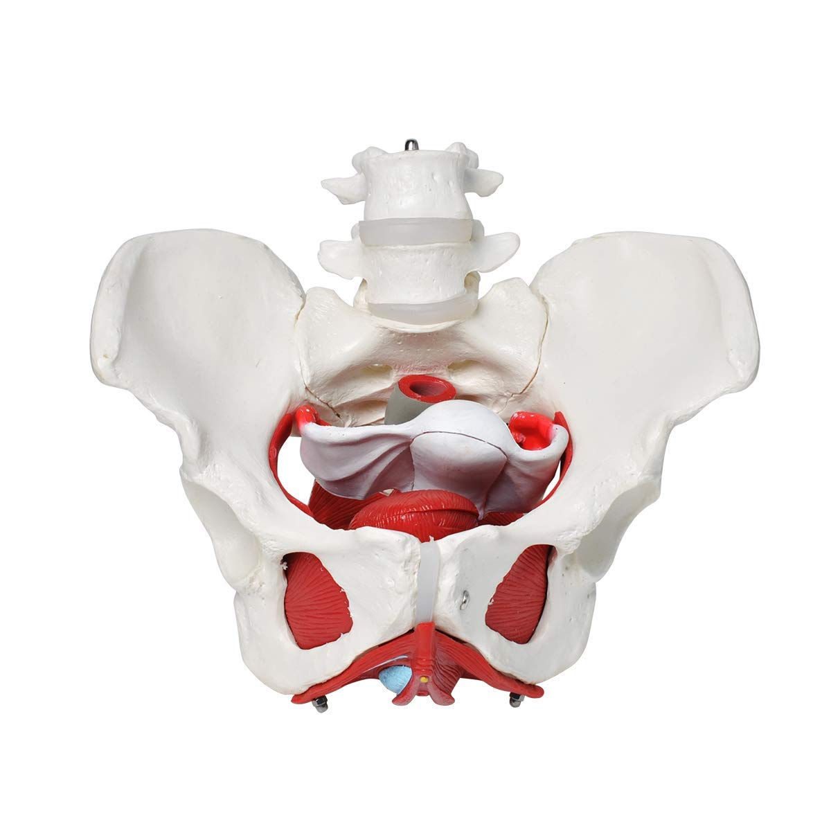 Model Dna Miednicy, Kobiecy Model Dna Miednicy Z Mięśniami, Model Anatomiczny Mięśni Dna Miednicy Z Ruchomymi Narządami, Do Nauczania Medycznego