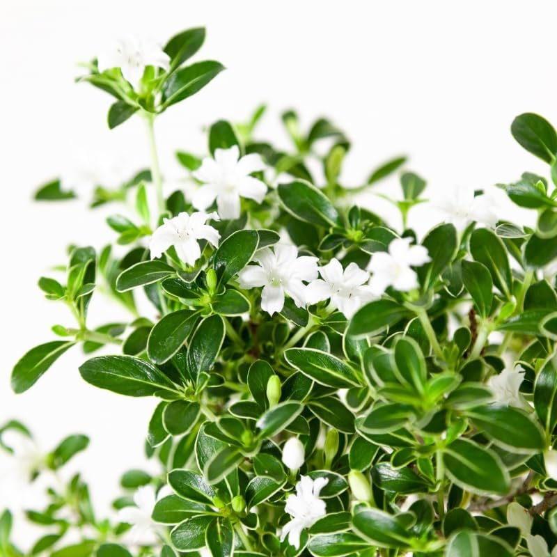 MM TRADERS Live Snow Rose Serissa Foetida Variegata Flower Plant Good Looking Bonshai Plant 1 Live Healthy Plant