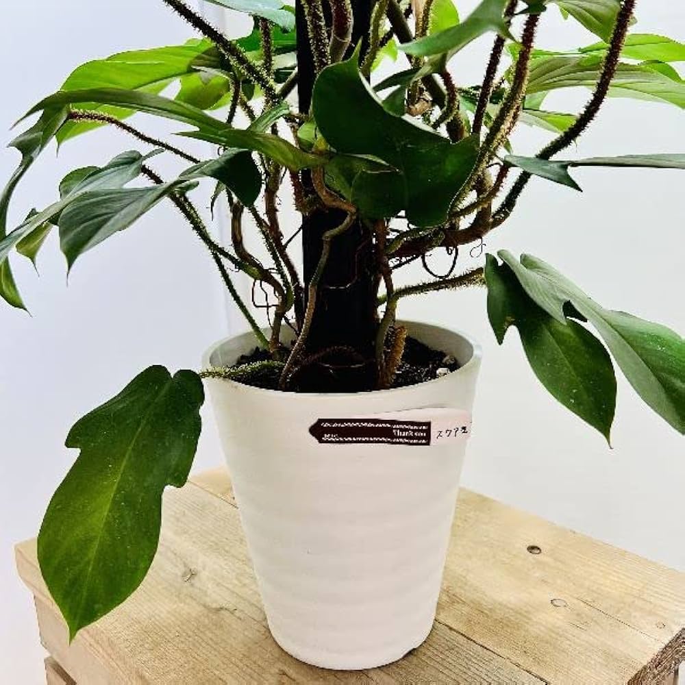 Amazon｜おしゃれ 観葉植物：フィロデンドロン スクアミフェルム*7号