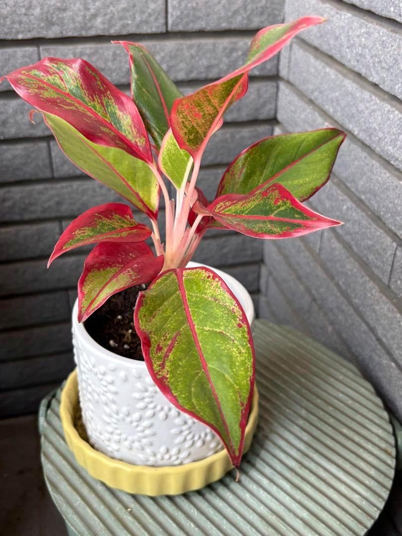 アグラオネマ リリアン② Aglaonema